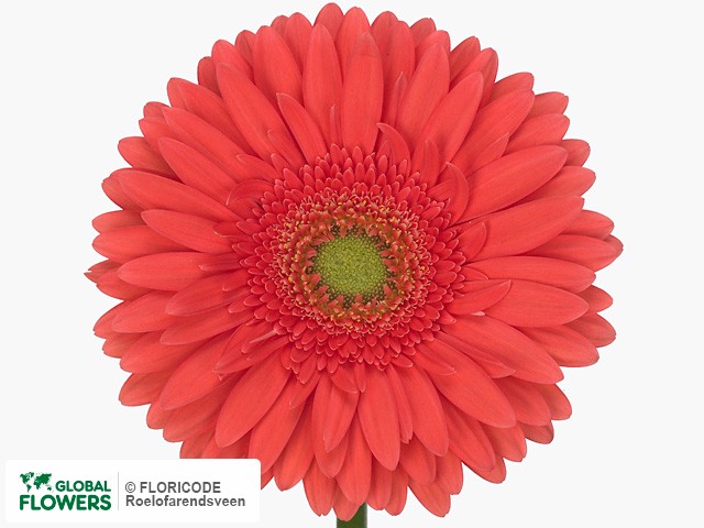 Photo Gerbera grootbloemig Terra Ezra.