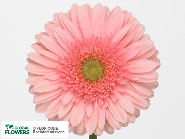 Photo Gerbera grootbloemig 'Raffinee'.