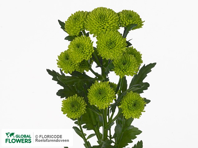 Photo Chrysanthemum (Indicum Grp) tros santini Paddy.