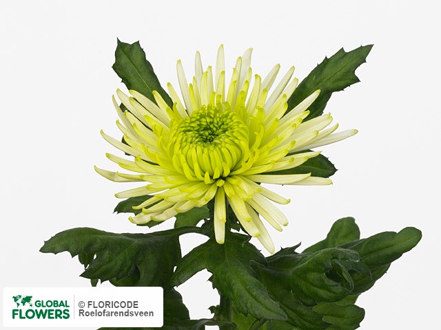 Photo Chrysanthemum (Indicum Grp) geplozen Irina.