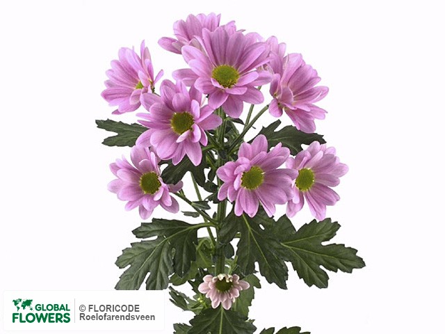 Photo Chrysanthemum (Indicum Grp) tros 'Pelican'.