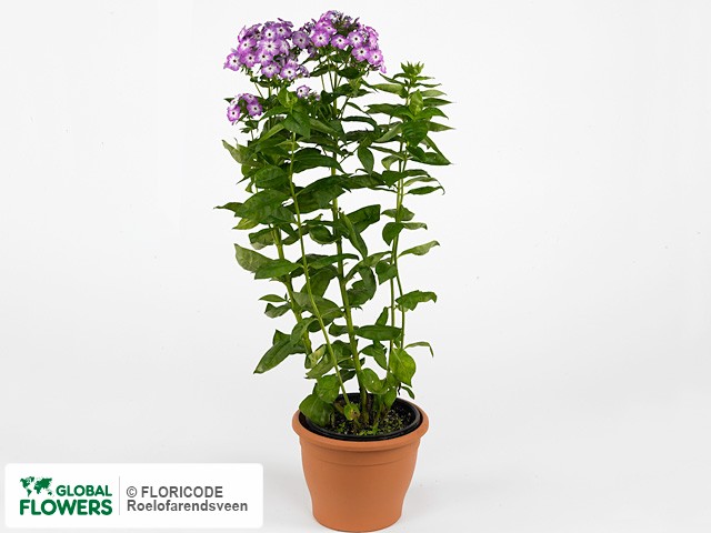 Фото вида Флокс метельчатый "Purple Eye Flame".
