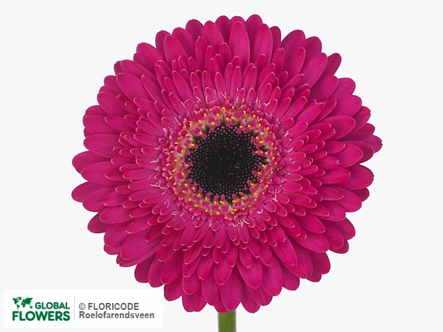 Photo Gerbera mini 'Clancy'.