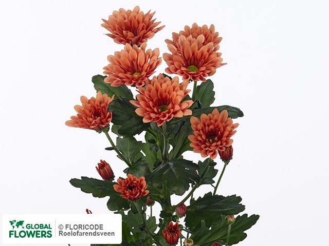 Photo Chrysanthemum (Indicum Grp) tros Dublin Dark Orange.