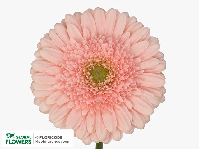 Photo Gerbera grootbloemig 'Prime Time'.