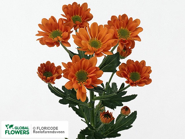 Photo Chrysanthemum (Indicum Grp) tros santini AAA Hilda.