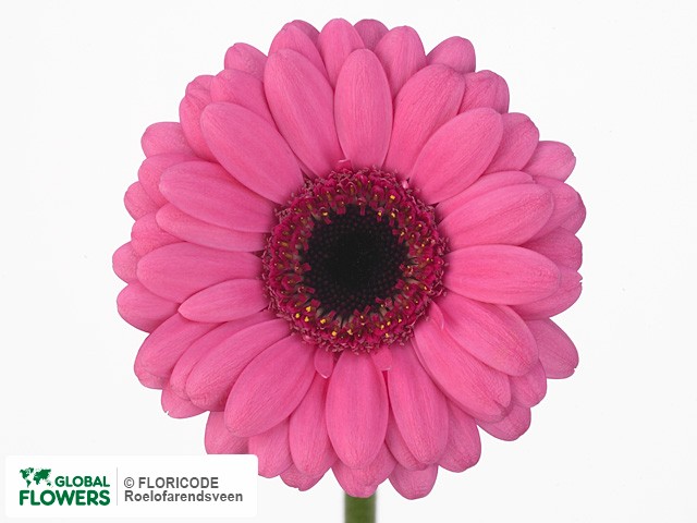 Photo Gerbera mini 'Charo'.