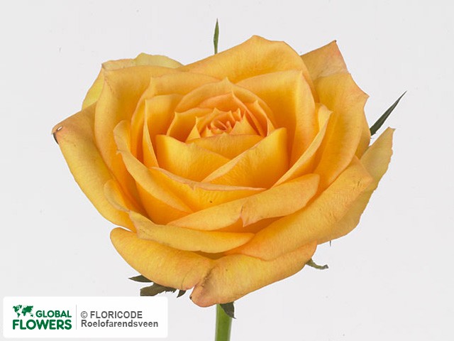 Фото вида Роза мелкоцветная "Magic Rosewave Yellow".