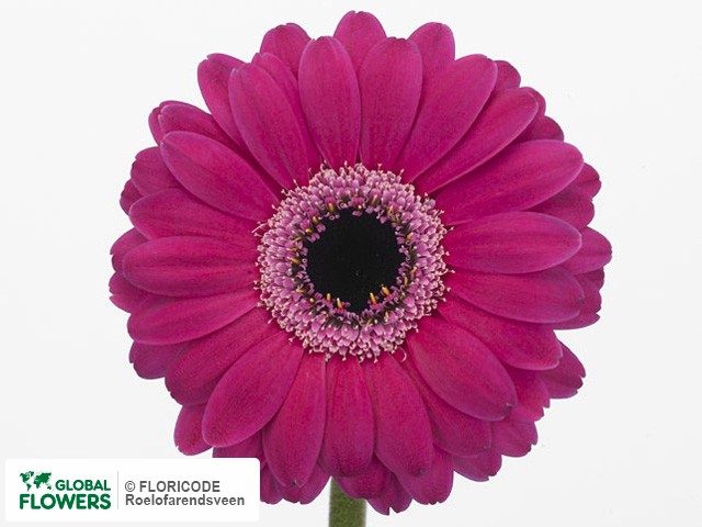 Photo Gerbera mini 'Ollie'.