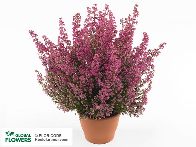 Фото вида Эрика изящная "Magic Dream Thorsten".