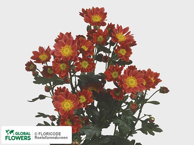 Photo Chrysanthemum (Indicum Grp) tros Rex Red.