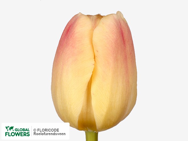 Photo Tulipa (Triumph Grp) 'Hadda'.