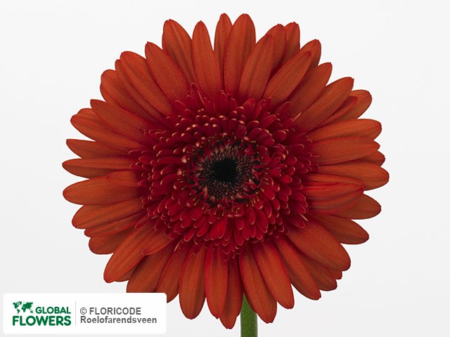 Photo Gerbera grootbloemig 'Paparazzi'.