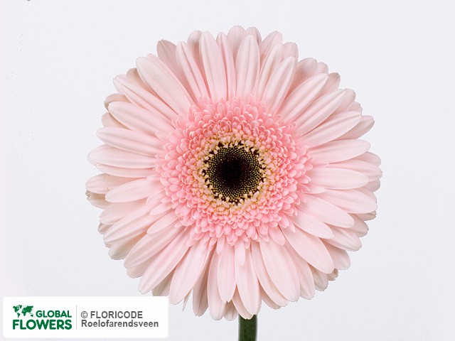 Photo Gerbera grootbloemig 'Marmara'.