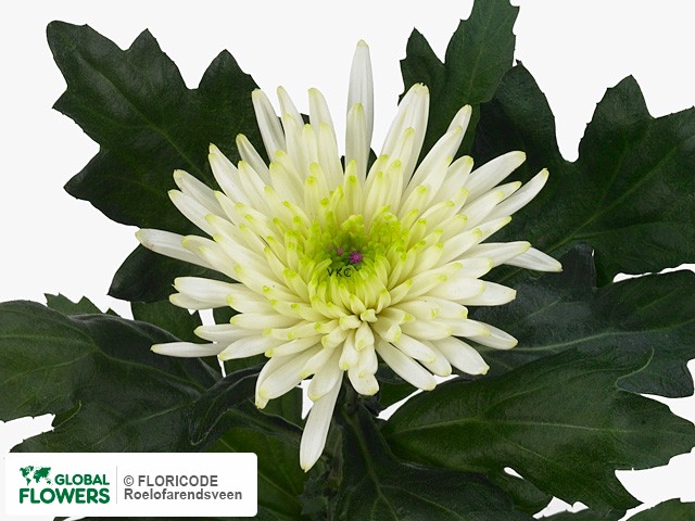 Photo Chrysanthemum (Indicum Grp) geplozen Palech.