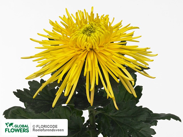 Photo Chrysanthemum (Indicum Grp) geplozen Elbrus Yellow.