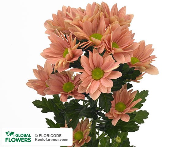 Photo Chrysanthemum (Indicum Grp) tros Grand Salmon.