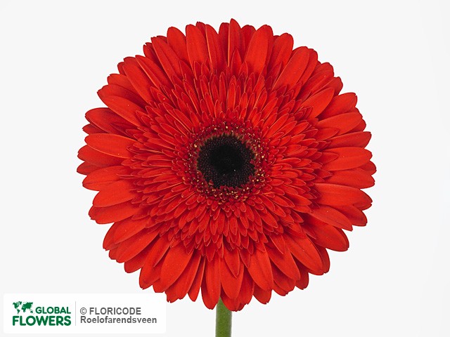 Photo Gerbera grootbloemig 'Mon Amour'.