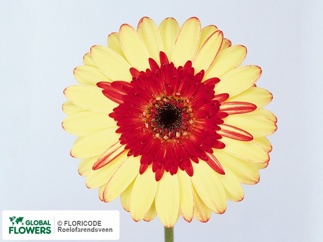 Photo Gerbera grootbloemig Crossroad.