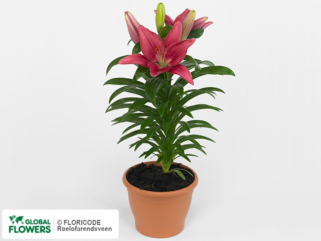 Lilium — photo of varieties and species | Global Flowers