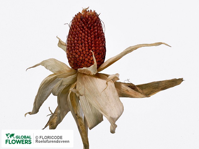 Фото вида Кукуруза "Strawberry Corn".