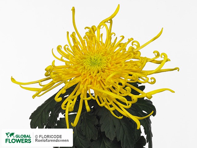 Photo Chrysanthemum (Indicum Grp) geplozen Cobra Yellow.