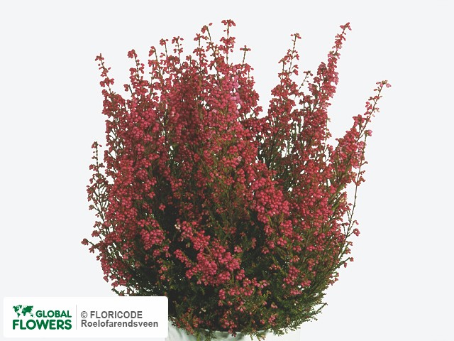 Фото вида Эрика "Carnea Gracilis".