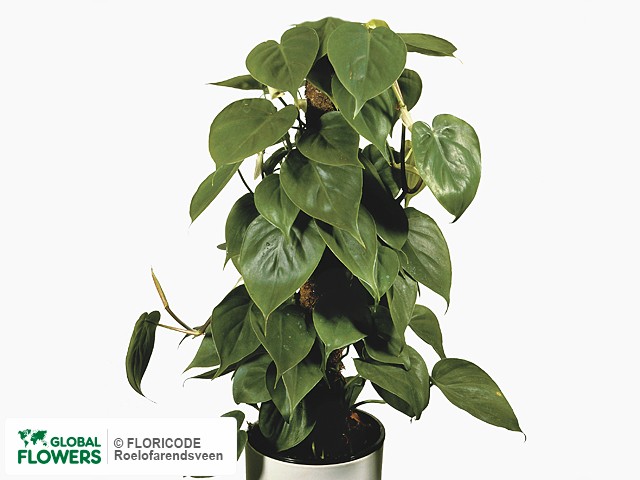 Фото вида Филодендрон "Scandens".