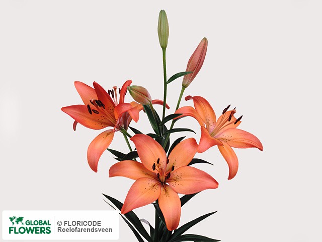 Photo Lilium (LA-hybrids Grp) 'Royal Sunset'.