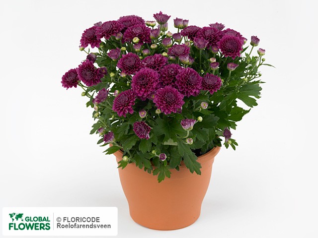 Фото вида Хризантема &quot;Gardenmumsaic Double Purple&quot;.