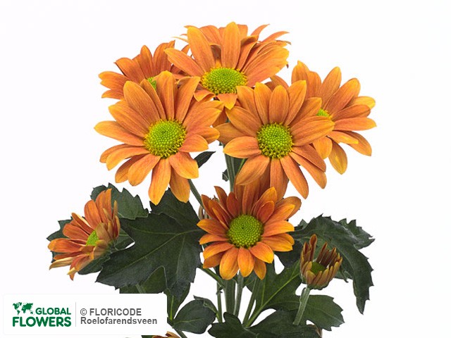 Photo Chrysanthemum (Indicum Grp) tros Felice Bronze.