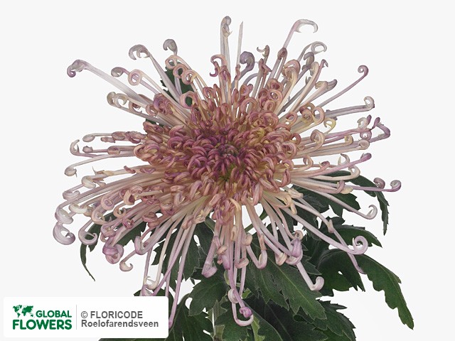 Фото вида Хризантема одноголовая "Monique Lilac".