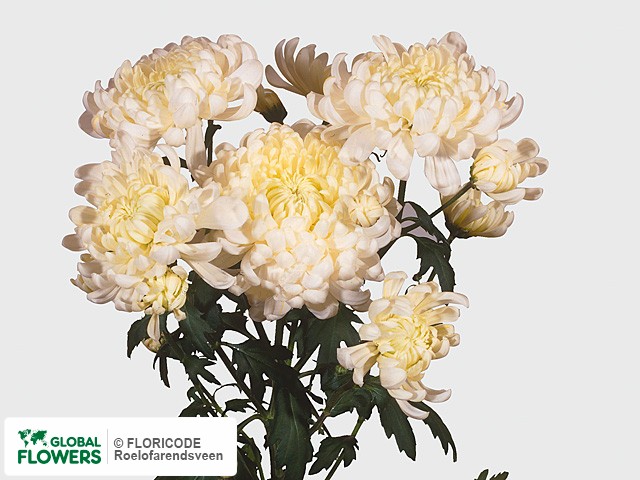 Photo Chrysanthemum (Indicum Grp) tros 'Snowdon'.