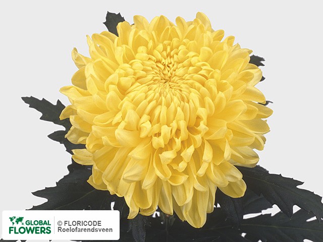 Photo Chrysanthemum (Indicum Grp) geplozen 'Snowdon Yellow'.