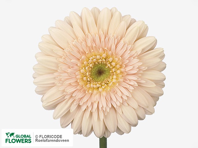 Photo Gerbera grootbloemig 'Anais'.