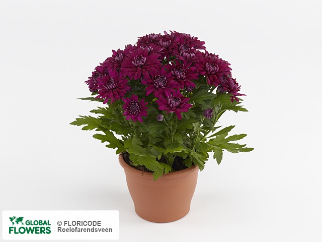 Фото вида Хризантема индийская "Chrystal Purple".