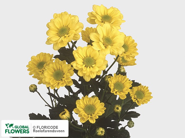 Photo Chrysanthemum (Indicum Grp) tros 'Relight Yellow'.