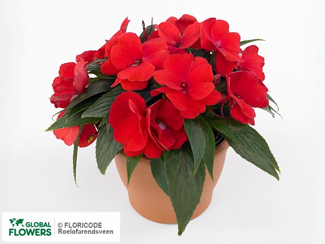 Фото вида Недотрога Новая Гвинея "Toscana Compact GL Red".
