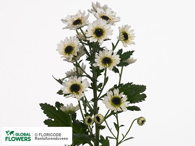 Photo Chrysanthemum (Indicum Grp) tros santini Black Eye.