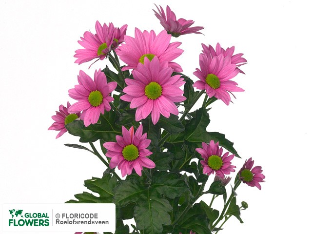 Photo Chrysanthemum (Indicum Grp) tros 'Ritmo'.