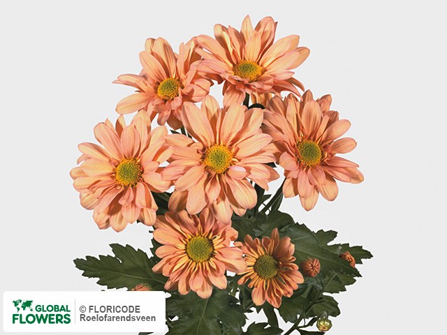 Photo Chrysanthemum (Indicum Grp) tros Reagan Salmon.