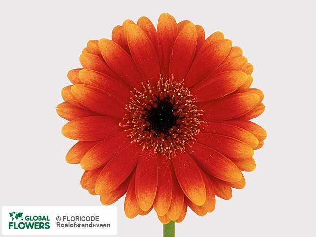 Photo Gerbera mini Torpedo.