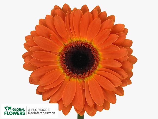 Photo Gerbera grootbloemig 'Palestra'.