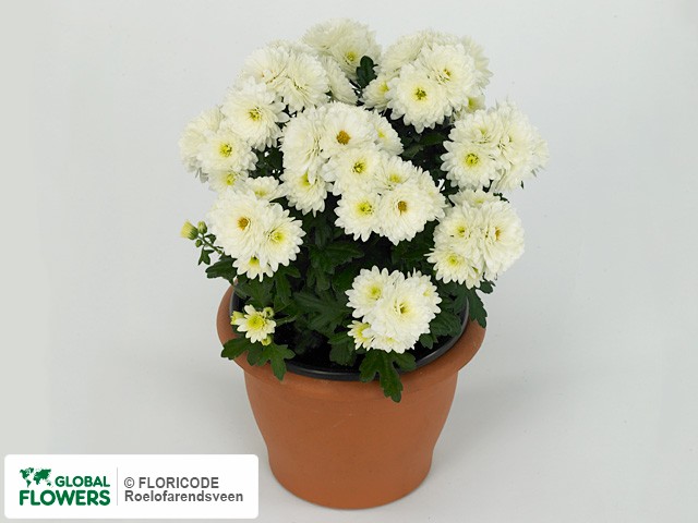 Фото вида Хризантема "Paradiso White".