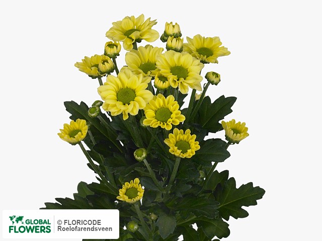 Photo Chrysanthemum (Indicum Grp) tros santini Meribel Cream.