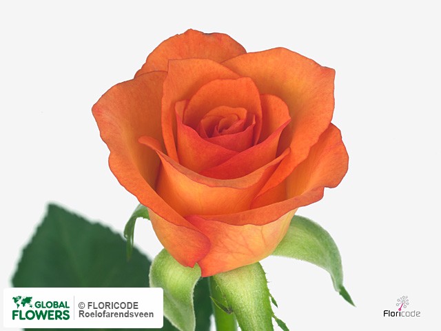 Фото вида Роза мелкоцветная "Orange Roma".
