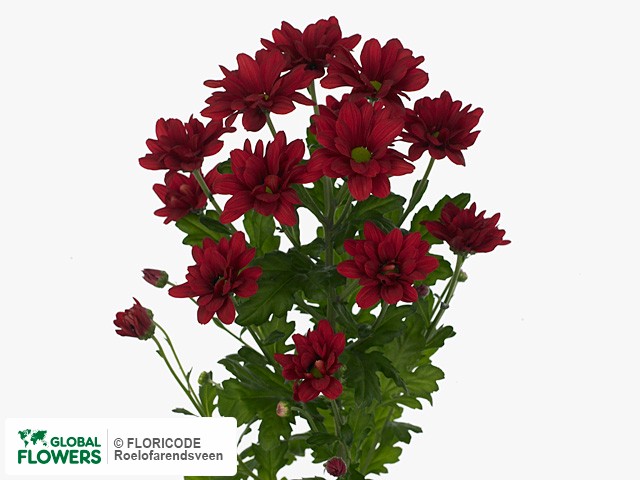 Photo Chrysanthemum (Indicum Grp) tros Francofone Red.