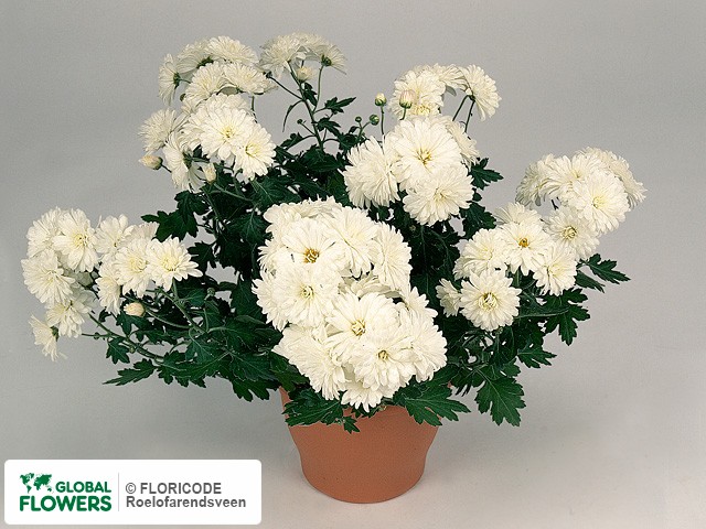 Photo Chrysanthemum (Indicum Grp) 'Capulco White'.