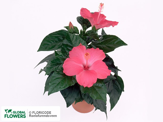 Photo Hibiscus rosa-sinensis Sunny Como.