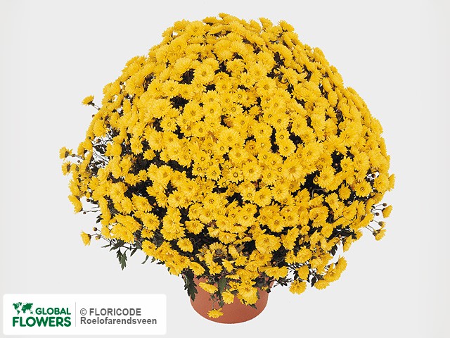 Photo Chrysanthemum (Indicum Grp) 'Tardel'.